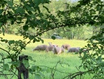 Moutons paisibles :)
